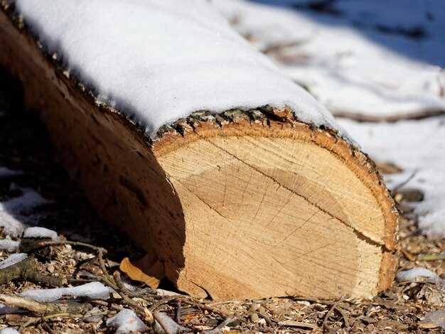 Una parte di un albero abbattuto sotto la neve che giace a terra