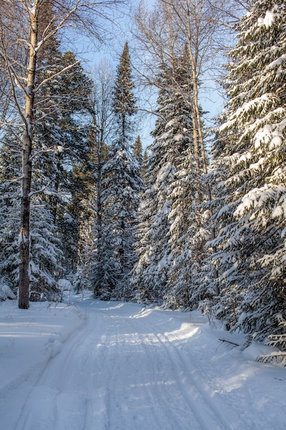 Una passeggiata attraverso la foresta invernale bellissimo paesaggio invernale