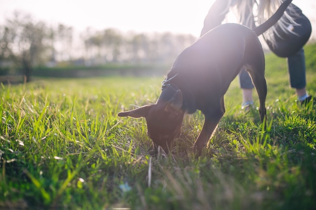 una passeggiata con un cucciolo di cane giovane nella natura