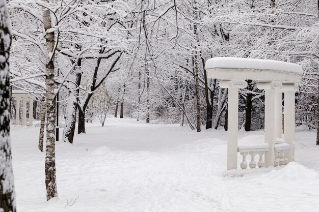 Una passeggiata nel parco innevato