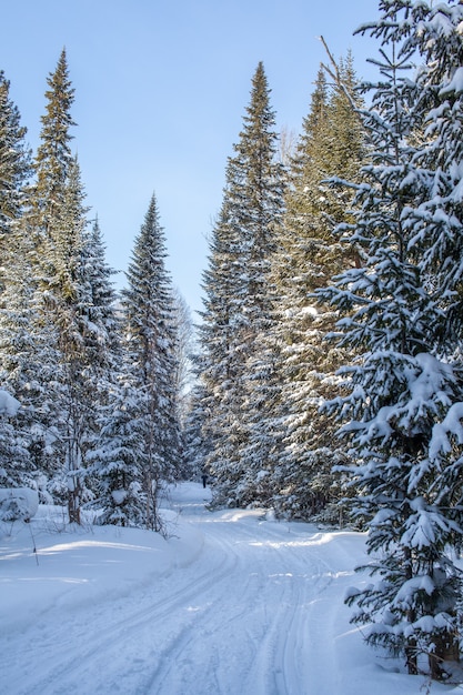 Una passeggiata nella foresta invernale. Alberi di neve e una pista da sci di fondo. Strade e sentieri forestali belli e insoliti. Bellissimo paesaggio invernale.