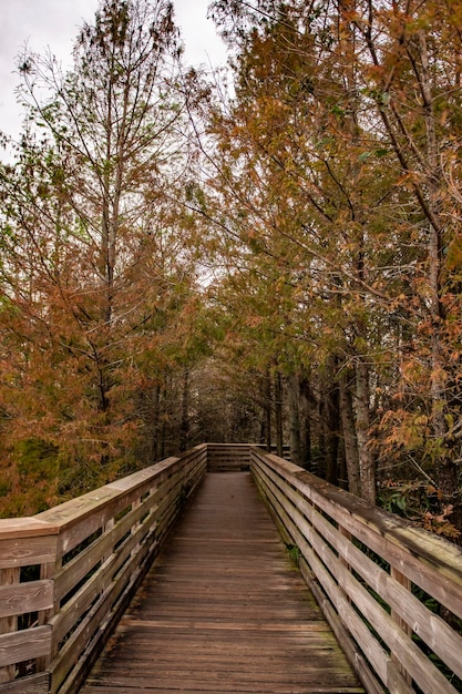 Una passerella conduce a una foresta con alberi sullo sfondo.