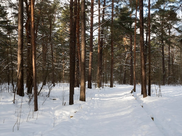 Una passerella in legno innevata conduce attraverso una pineta in una soleggiata e fredda giornata invernale.