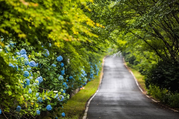 Una passerella tra gli alberi