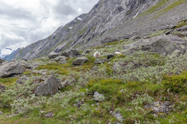 Una pecora che attraversa le montagne della Norvegia.