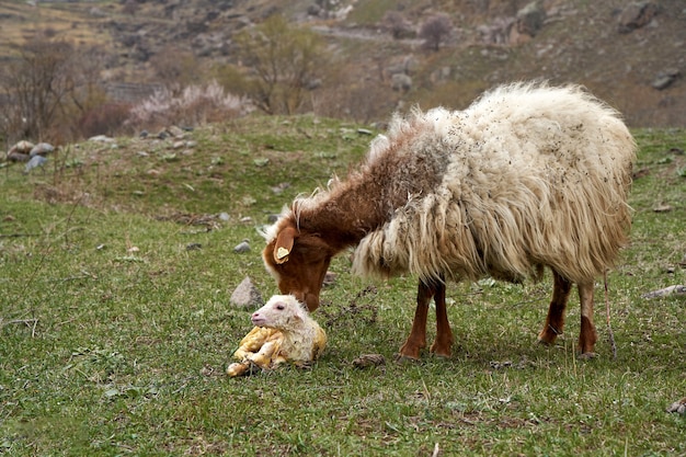 Una pecora incinta ha appena partorito un agnello. In un prato in montagna