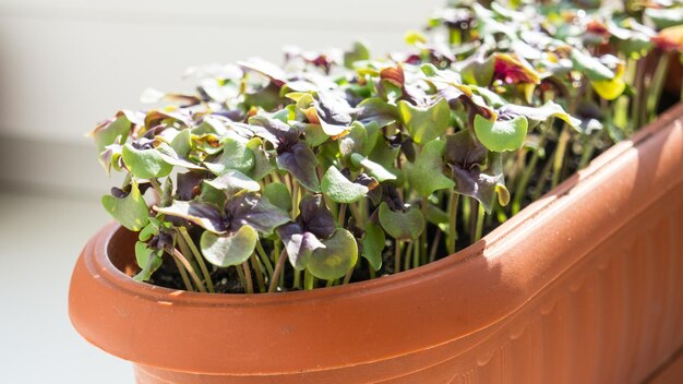 Una pentola con piantine di basilico viola