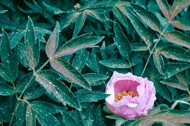 Una peonia di fiori rosa su un cespuglio fiorito con gocce di rugiada ha sparato in primo piano con messa a fuoco morbida all'alba nella primavera estiva al giardino botanico