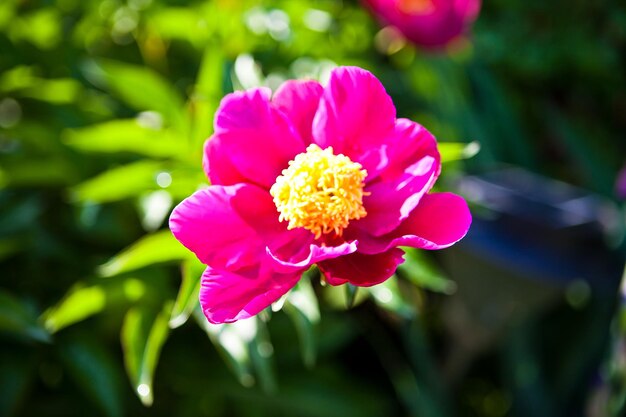 Una peonia rosa con un centro giallo