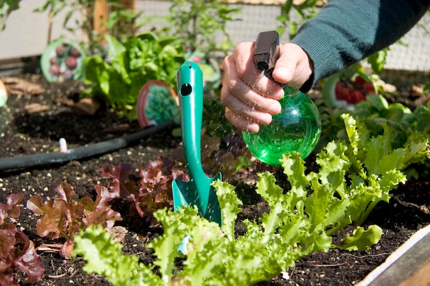 Una persona che innaffia un giardino con un annaffiatoio verde Giardinaggio urbano