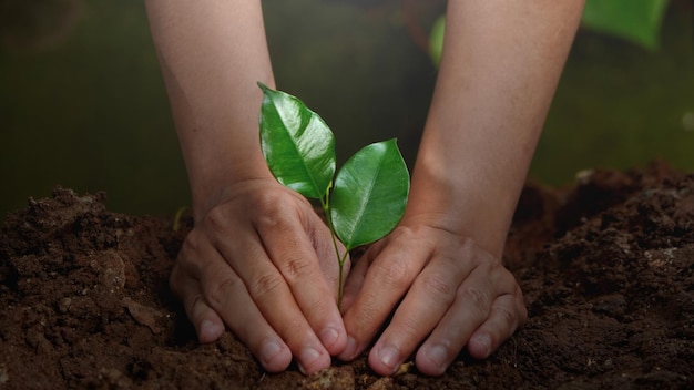 Una persona che tiene un terreno con sopra una foglia verde