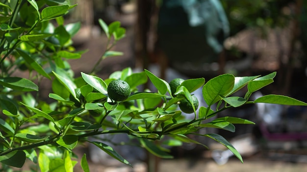 Una persona con una maglietta verde è seduta su un ramo con foglie verdi e una maglietta verde.