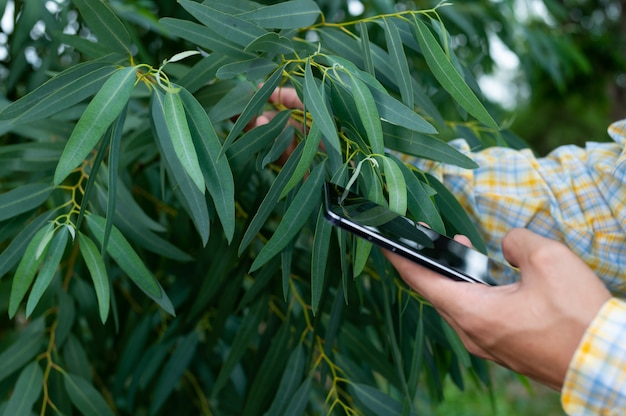 Una persona controlla le foglie nel giardino