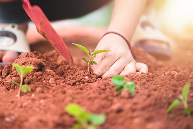 Una persona è alberello nel terreno del giardino