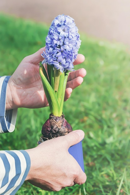 Una persona tiene in mano un fiore di giacinto blu