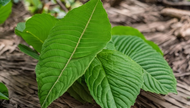 Una pianta a foglia verde con foglie verdi e gambi marroni