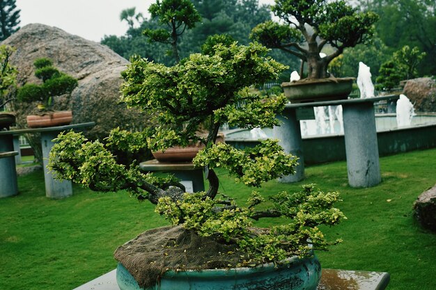 Una pianta bonsai