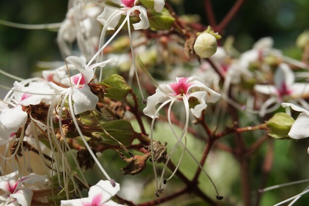 una pianta con fiori bianchi e boccioli rosa con un fiore bianco al centro