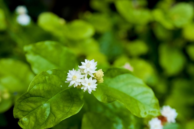 Una pianta con fiori bianchi e foglie verdi