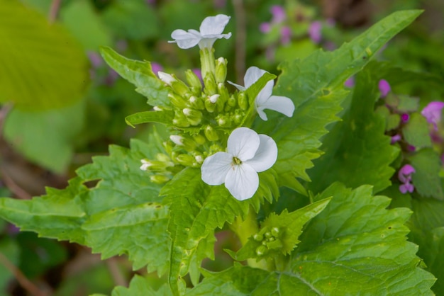 Una pianta con fiori bianchi e foglie verdi