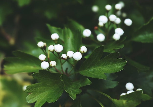 una pianta con fiori bianchi e foglie verdi