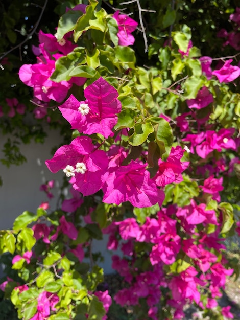 Una pianta con fiori rosa e foglie verdi