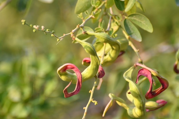 Una pianta con fiori rossi e foglie verdi