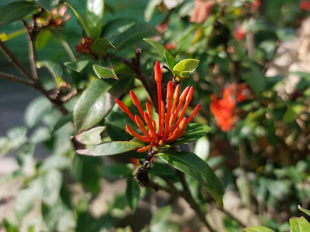 Una pianta con fiori rossi e foglie verdi