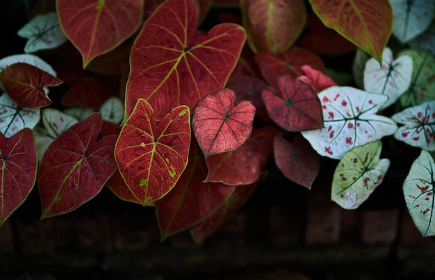 Una pianta con foglie rosse e verdi e macchie bianche