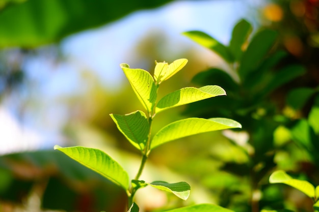 Una pianta con foglie verdi alla luce del sole