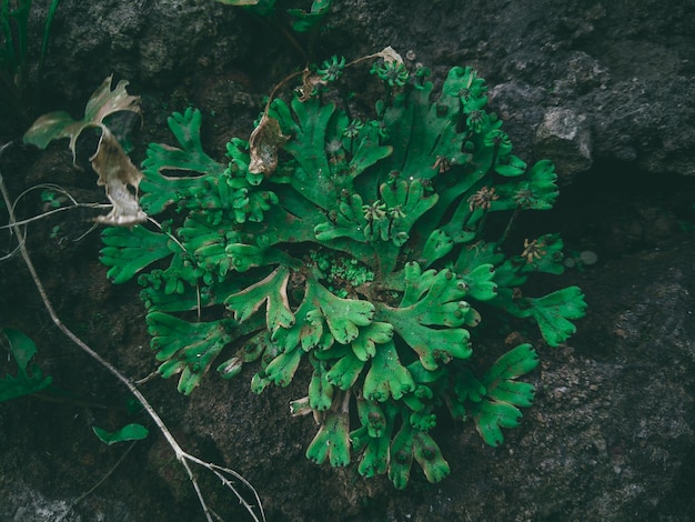 Una pianta con foglie verdi su una roccia nel bosco