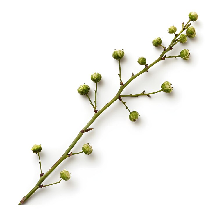 Foto una pianta con germogli verdi che ha la parola " germoglio " su di essa
