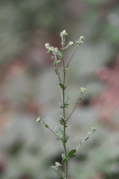 Una pianta con piccoli fiori su di esso