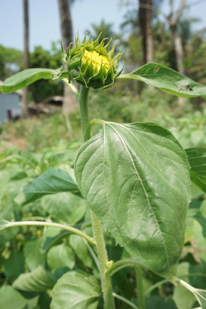 una pianta con un fiore giallo che dice dente di leone