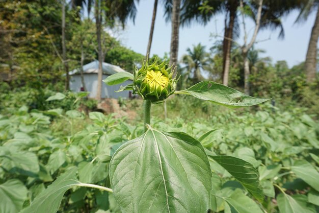 una pianta con un fiore giallo che dice primavera