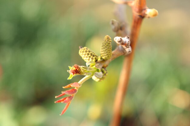 una pianta con un fiore rosso e la parola insetto su di essa