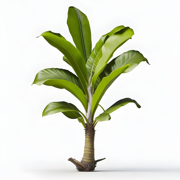 Una pianta con un lungo fusto e foglie che hanno una foglia verde.