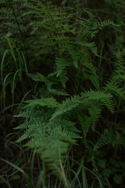 Una pianta con una foglia verde al buio
