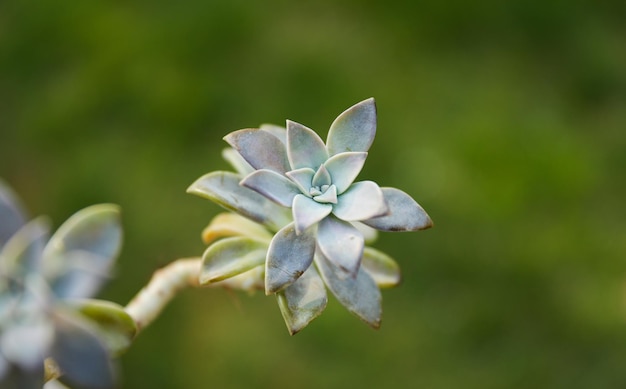 Una pianta con una foglia verde che dice "succulente".