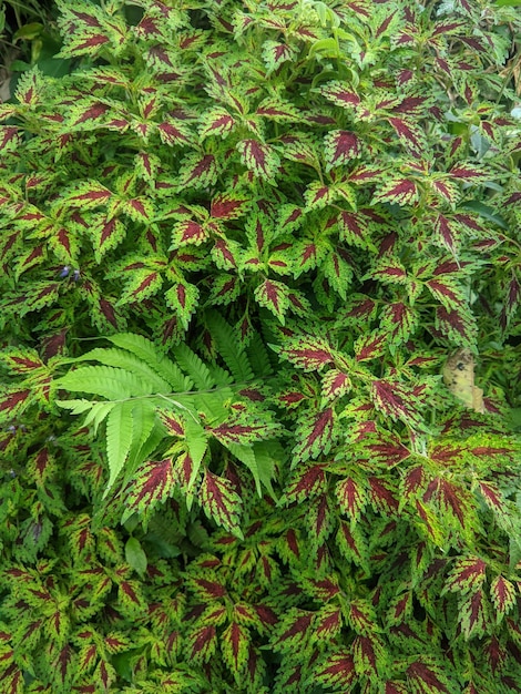 Una pianta con una foglia verde con sopra la scritta "