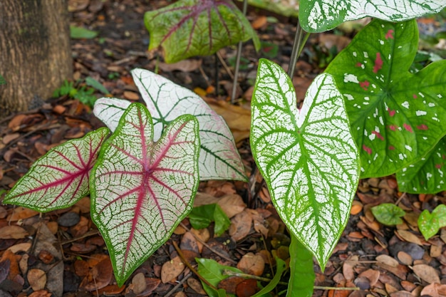 Una pianta con una grande foglia con sopra un cuore rosso.