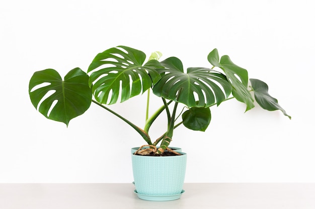 Una pianta da appartamento di monstera tropicale verde in un vaso di fiori su un tavolo contro un muro bianco