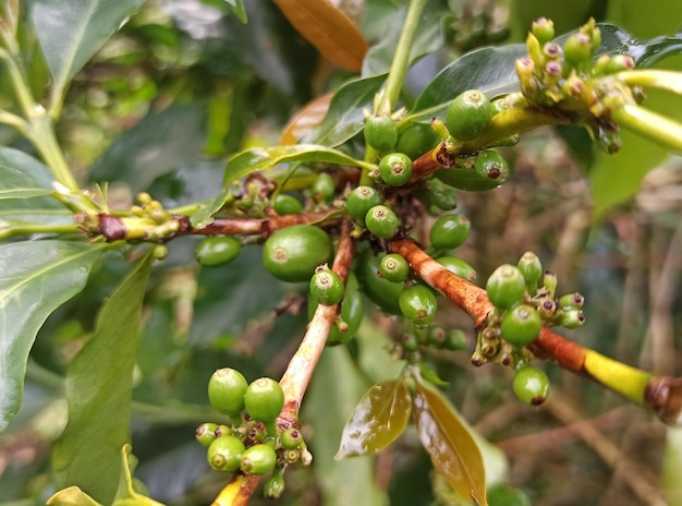 Una pianta del caffè con sopra dei chicchi di caffè verdi
