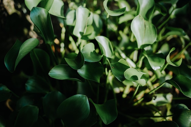 Una pianta di colore verde