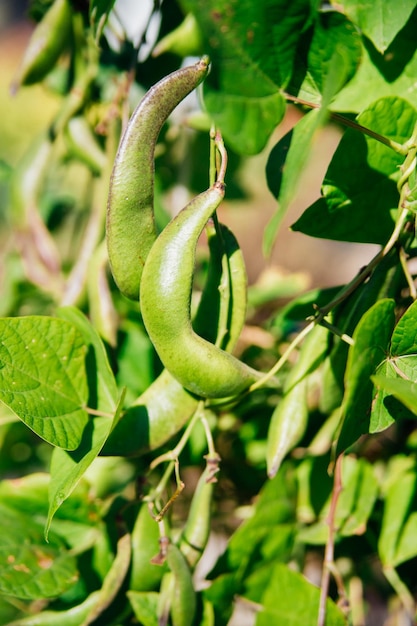 Una pianta di fagioli verdi con baccelli di fagioli freschi maturi che crescono in un giardino o in una serra Primo piano verticale Crescere da soli e il concetto di agricoltura biologica