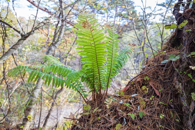 Una pianta di felce cresce su una roccia nel bosco.