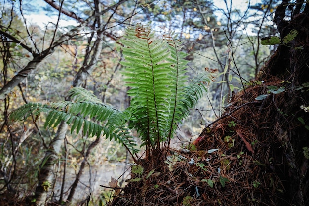 Una pianta di felce nella foresta