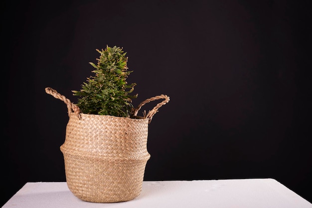 Una pianta di marijuana con uno sfondo nero
