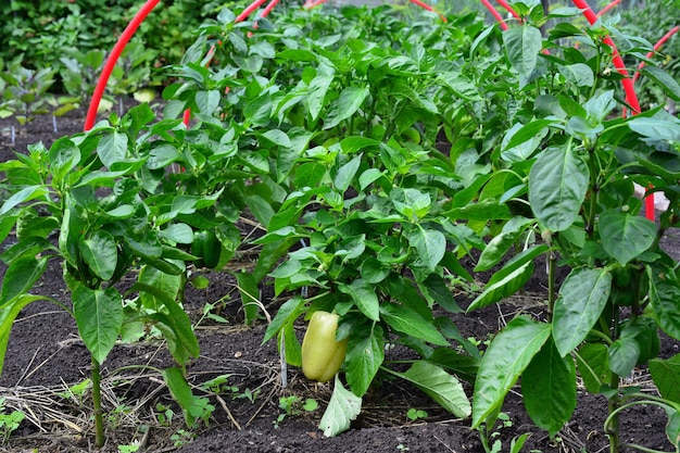 Una pianta di pepe in un giardino con un primo piano isolato vegetale di pepe non maturo