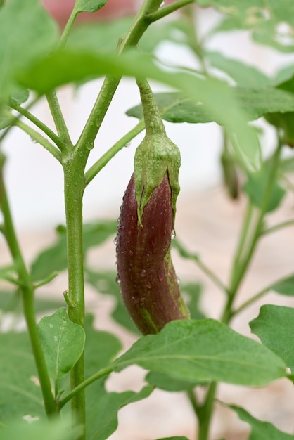 Una pianta di peperone rosso e verde con un gambo verde e una foglia rossa e verde.